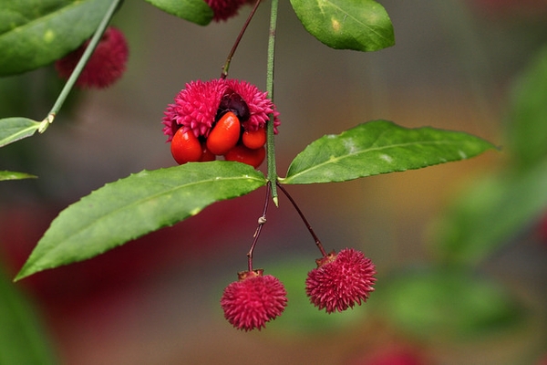 Ripe Fruit