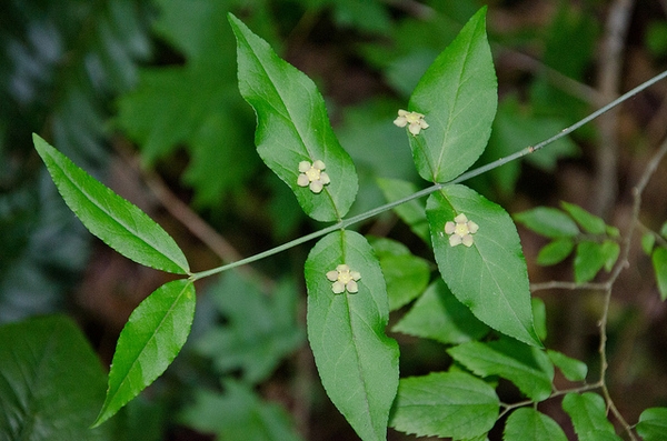 Euonymus americanus 