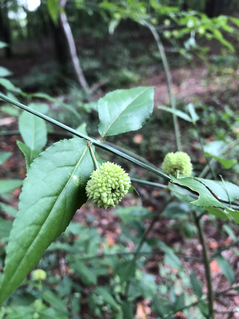 Euonymus americanus