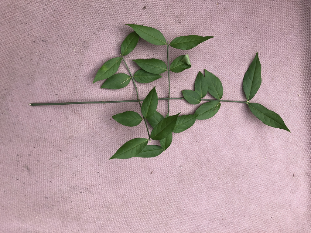 Euonymus americanus