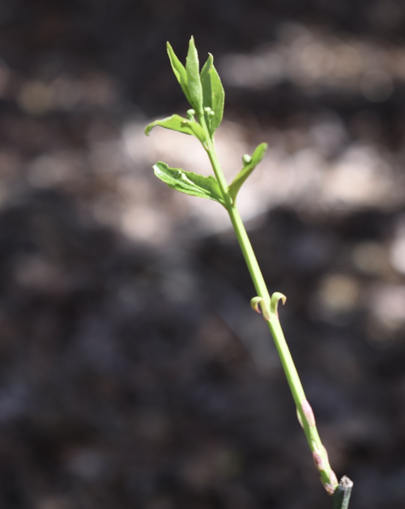 Buds & Stem - April 2 - Wake Co., NC