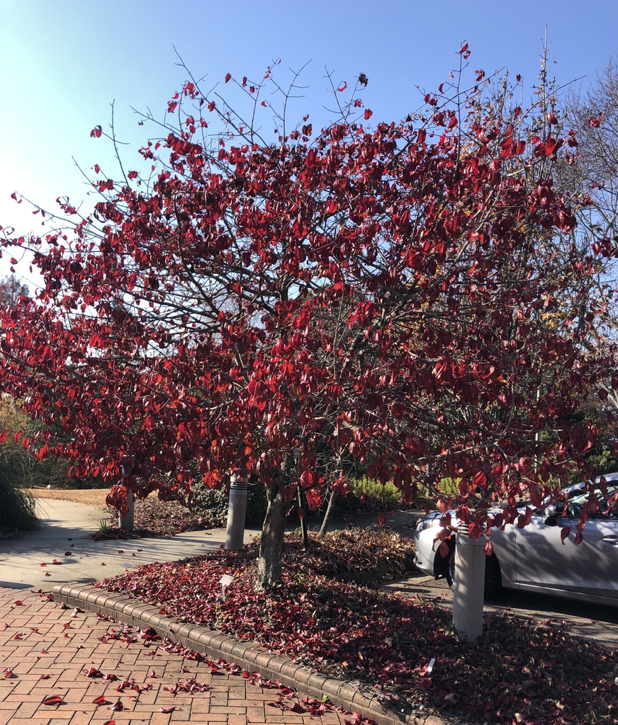 Form - Late Fall - Wake Co., NC