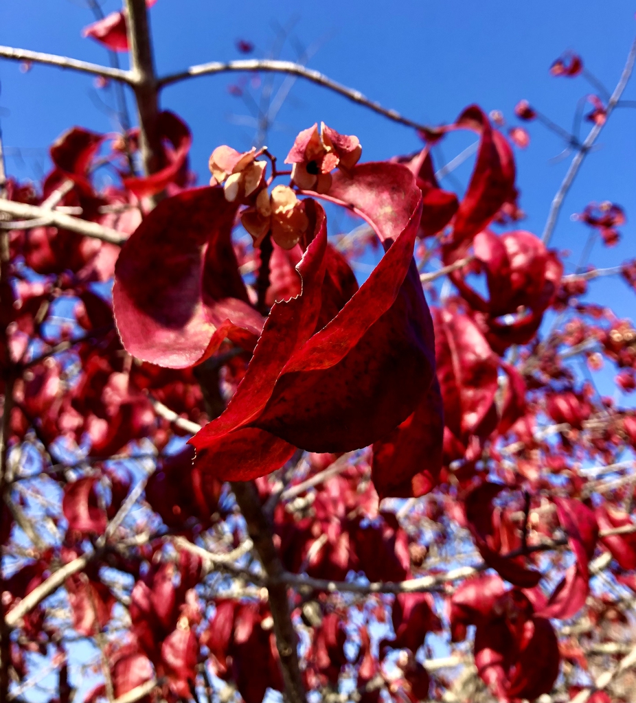 Leaves & Flower- Late Fall - Wake Co., NC