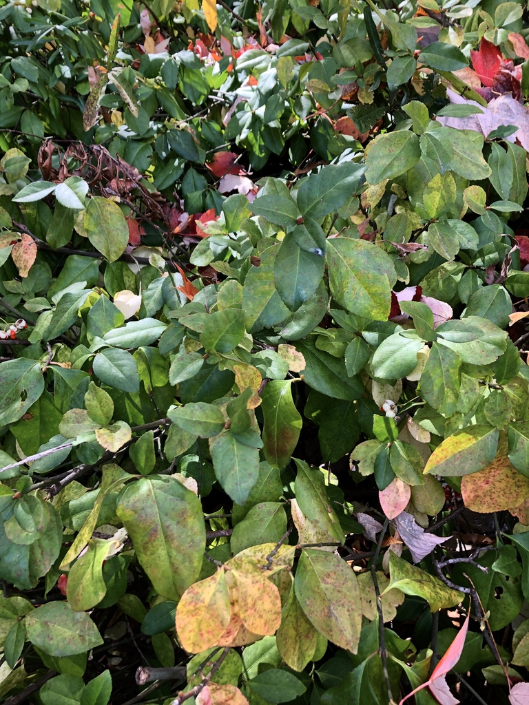 Leaves - Oct. 28 - Mecklenburg Co., NC
