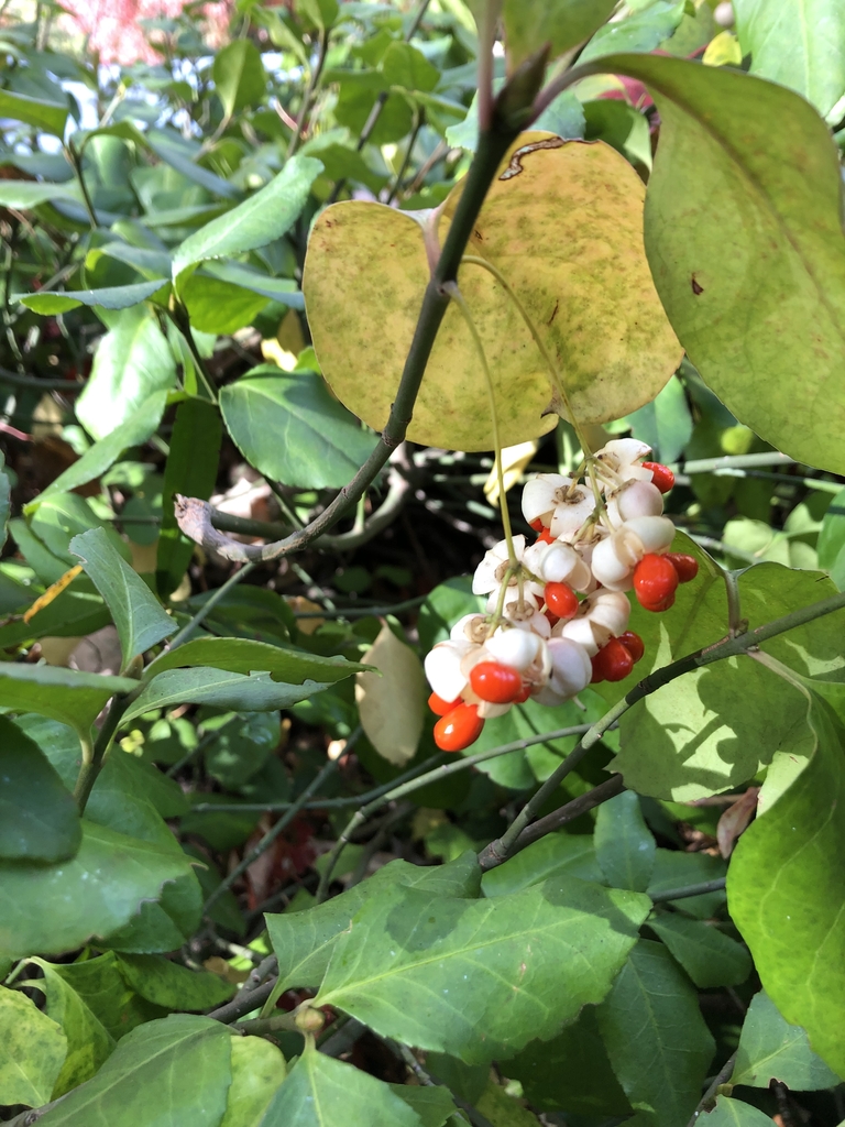 Fruits opening to reveal red seeds.