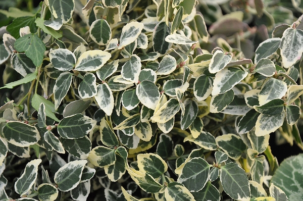 Euonymus fortunei 'Emerald Gaiety'