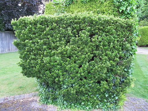 Euonymus japonicus 'Microphyllus'