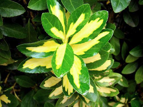 Euonymus japonicus