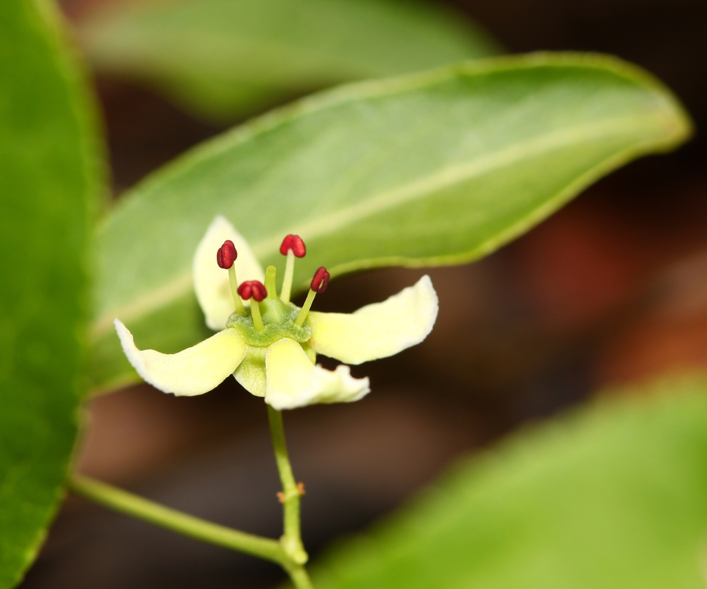 close-up of a single white flower with 4 petals.
