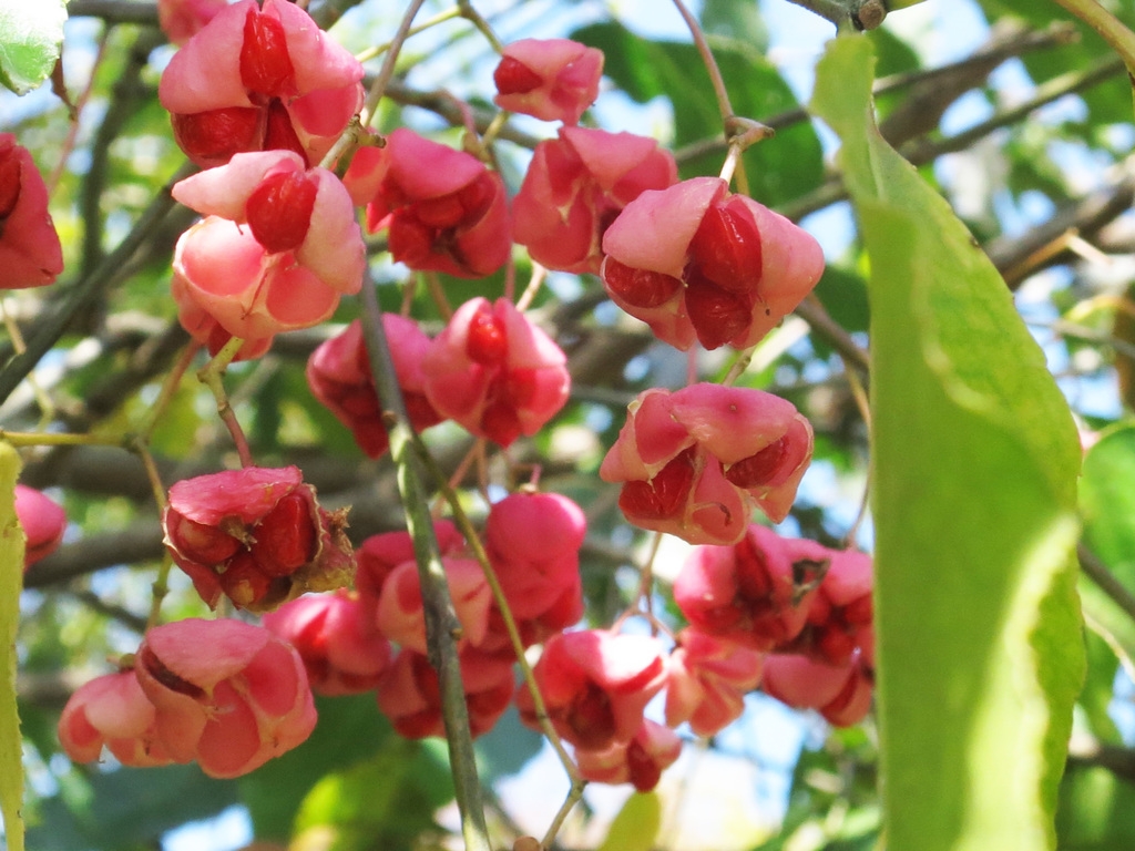 Close-up on red capsular fruits splitting to show red seeds.