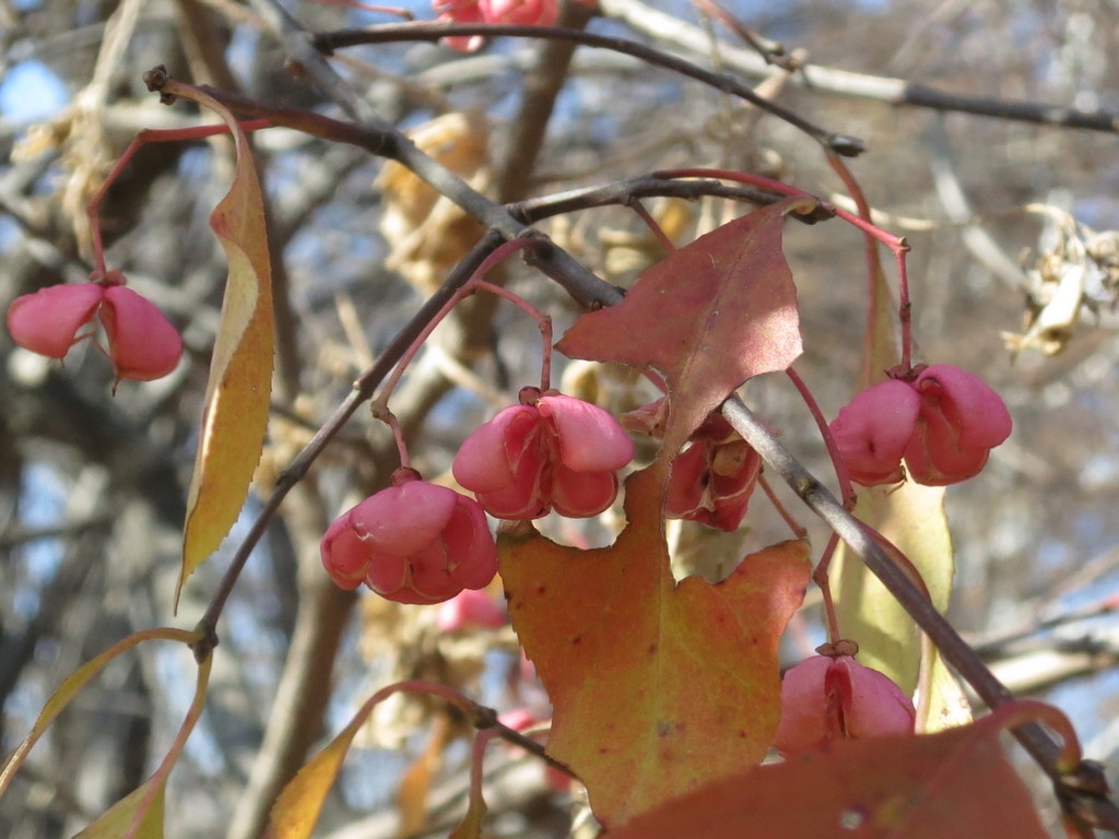 Close-up on red capsular fruits splitting open.