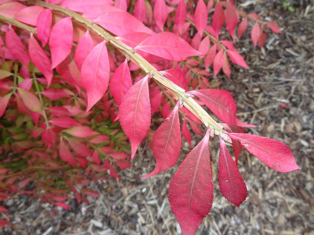 Red, opposite leaves on a winged stem.