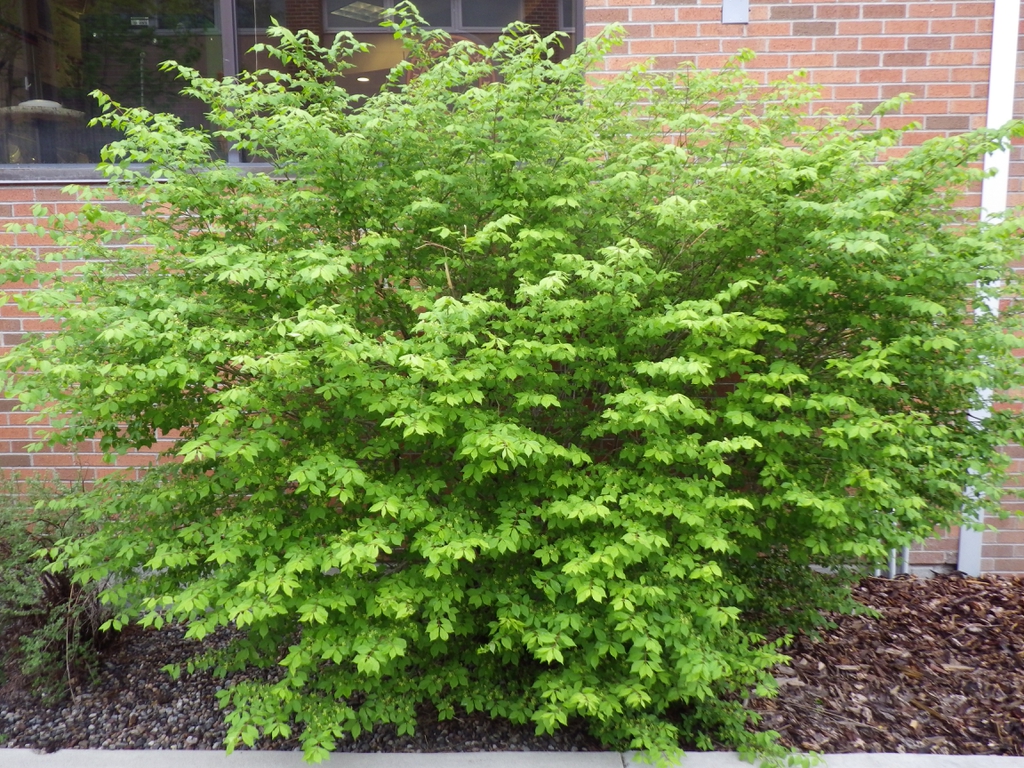 Shrub with dense pale green foliage