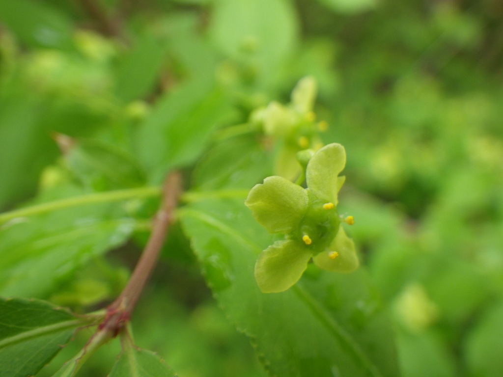 Flower close-up: 4 petals, 4 stamens, broad nectar disc.