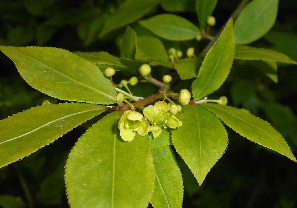Leaves and flowers