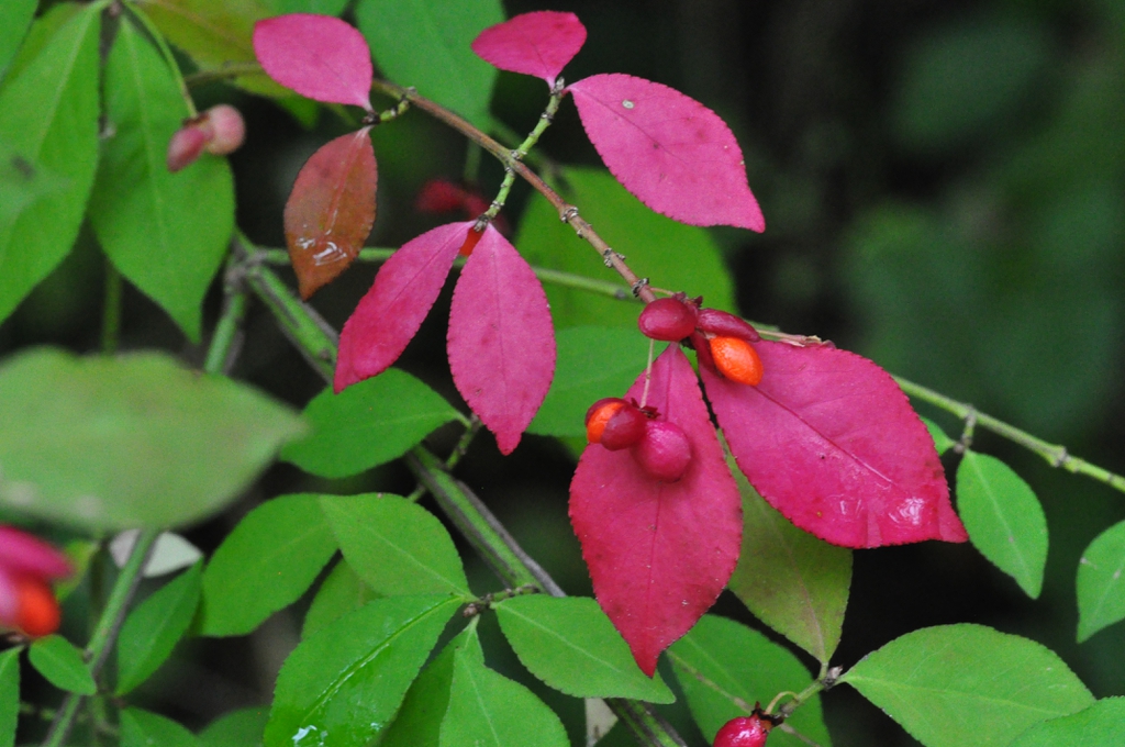 Leafy shoot with some fall color and open capsules.