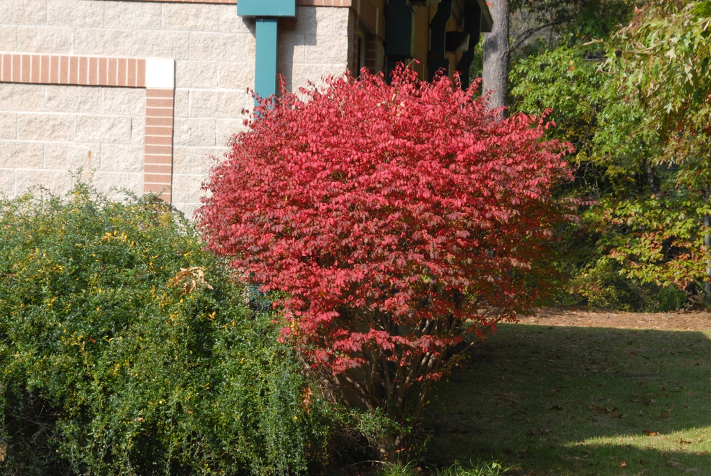 Euonymus alatus 'Compactus'