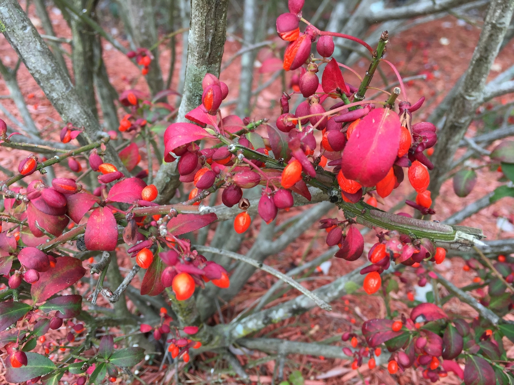 Fruit and leaf