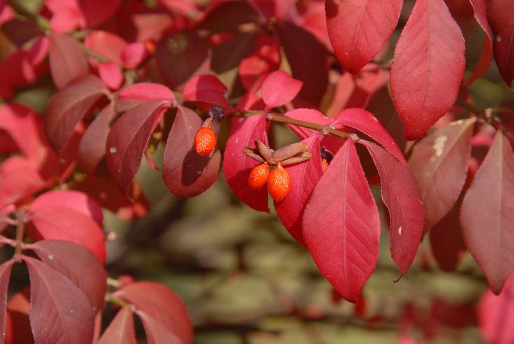 Euonymus alatus 'Compactus'