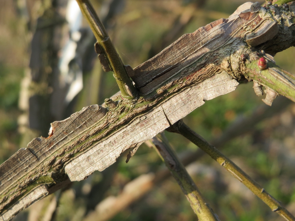 Close up of corky winged stem.