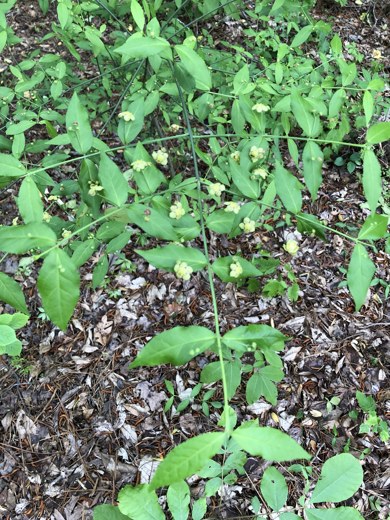 Euonymus americanus
