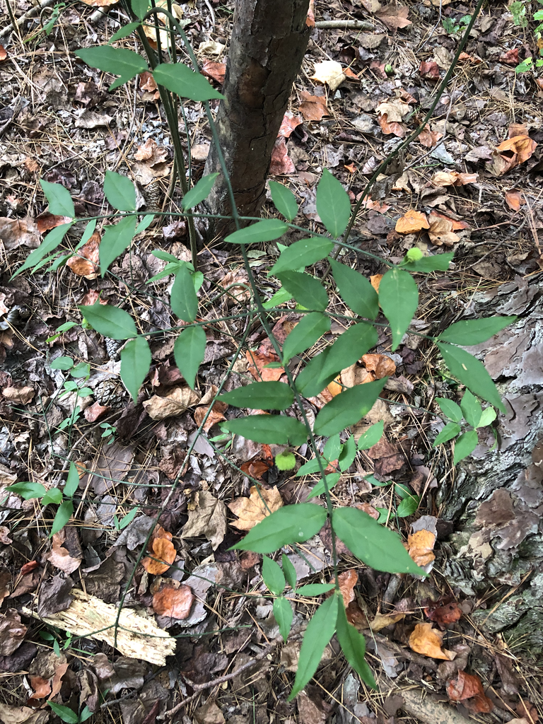 Euonymus americanus