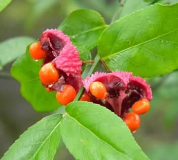 fruit (Buncombe Co. NC, fall)