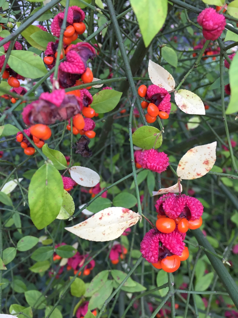 Fruit and leaf form