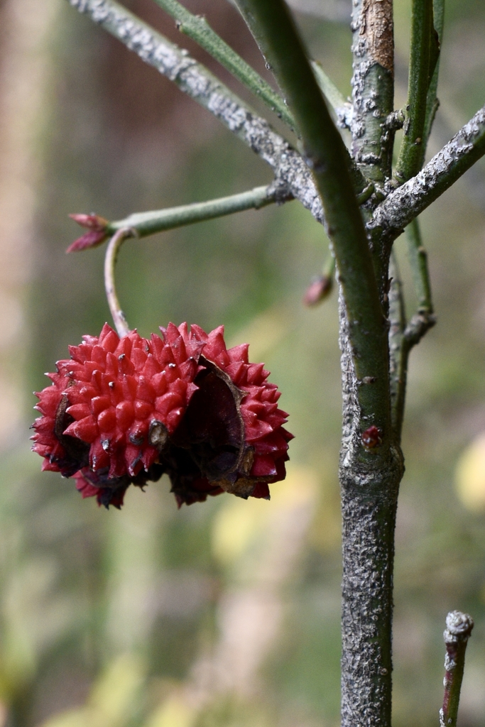 open warty open seed capsule