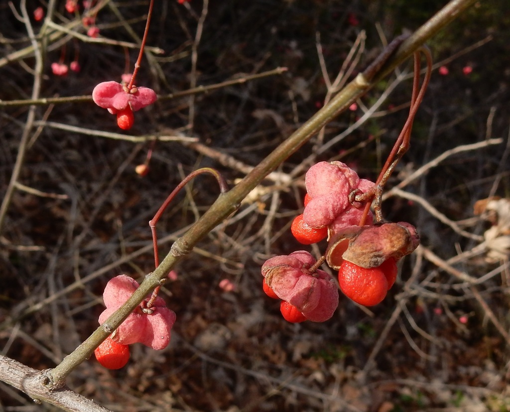 Fruit closeup