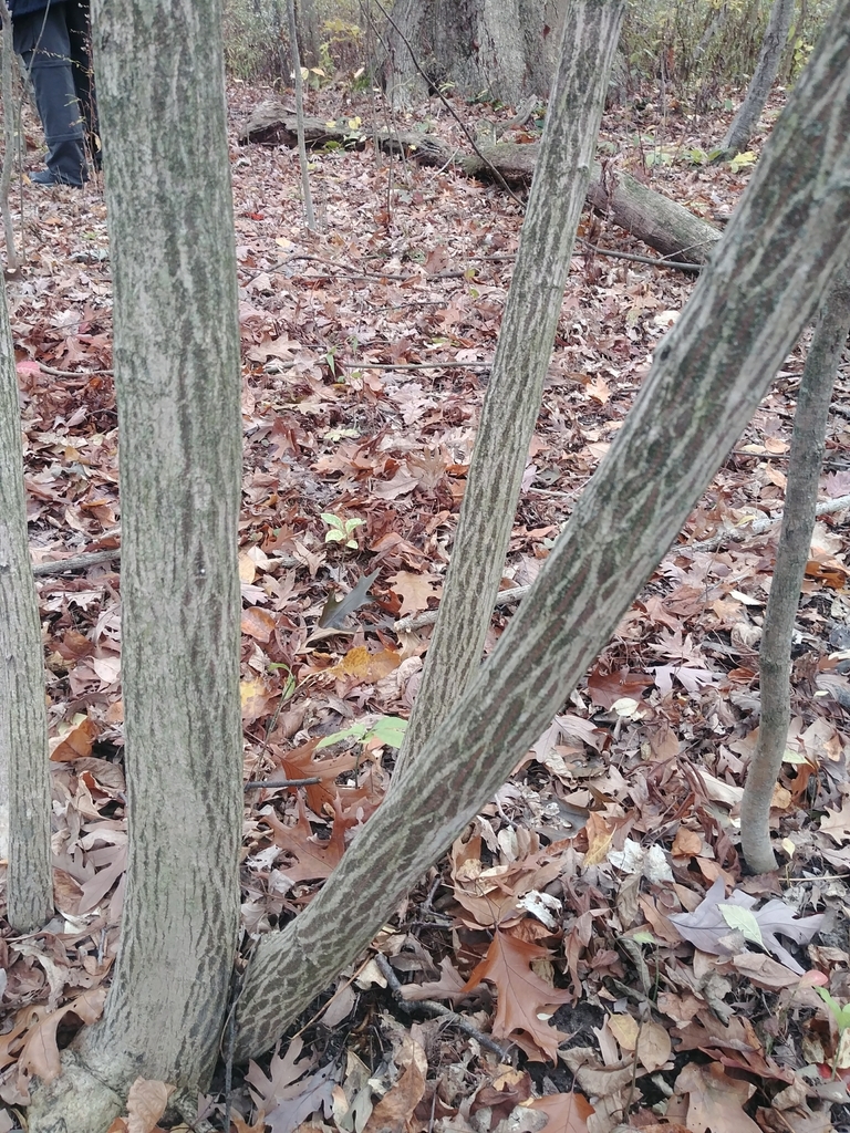 Bark