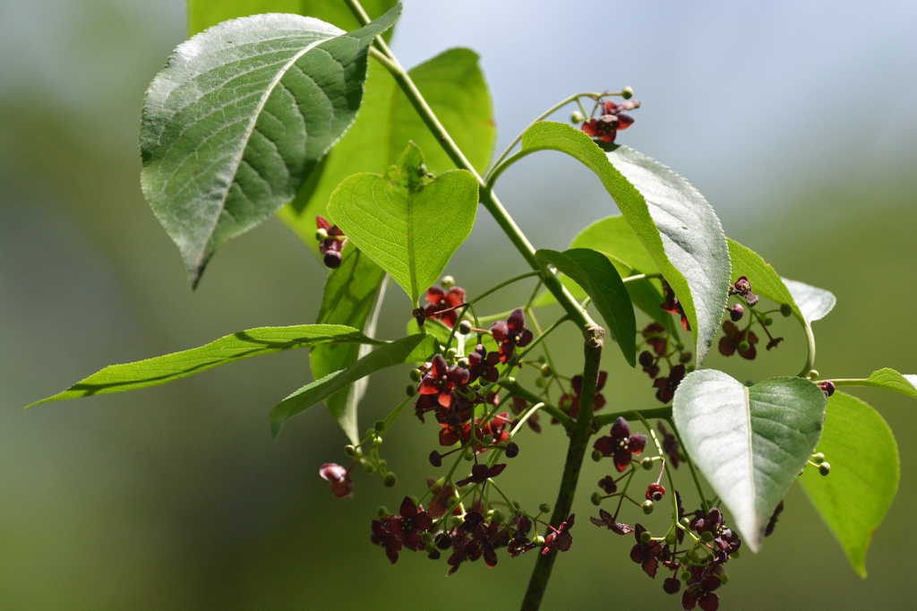 Leaves and flowers