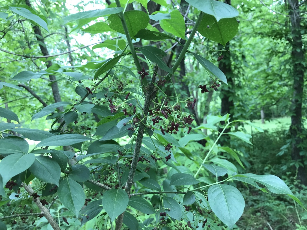 Form in bloom