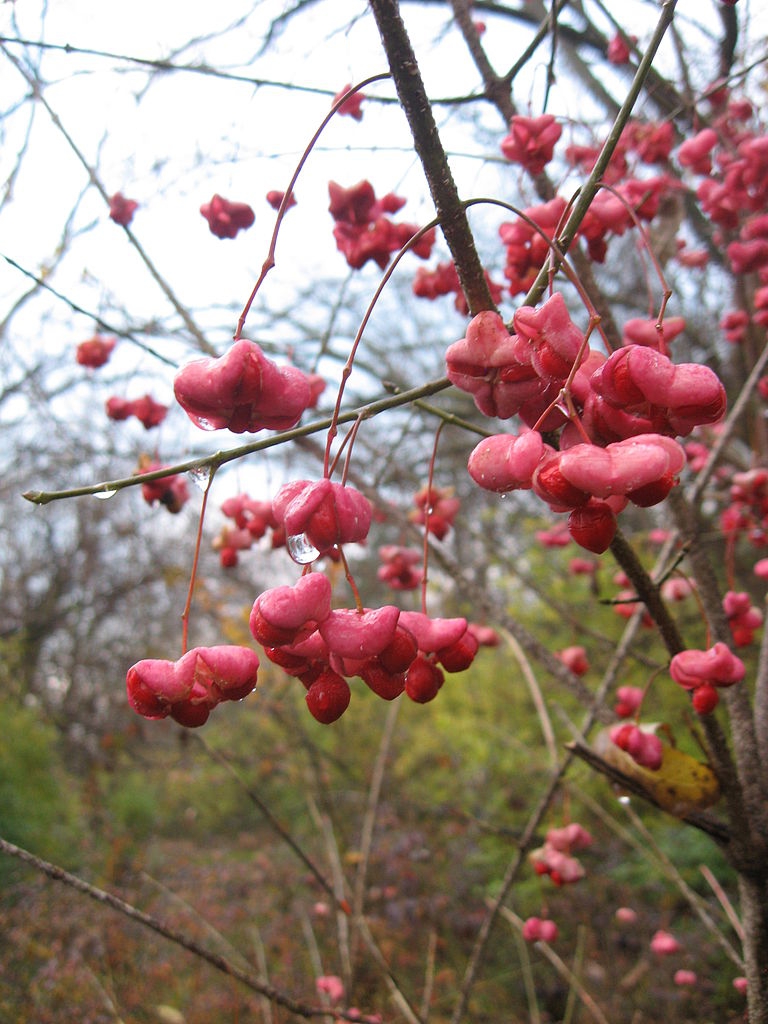 Fruit