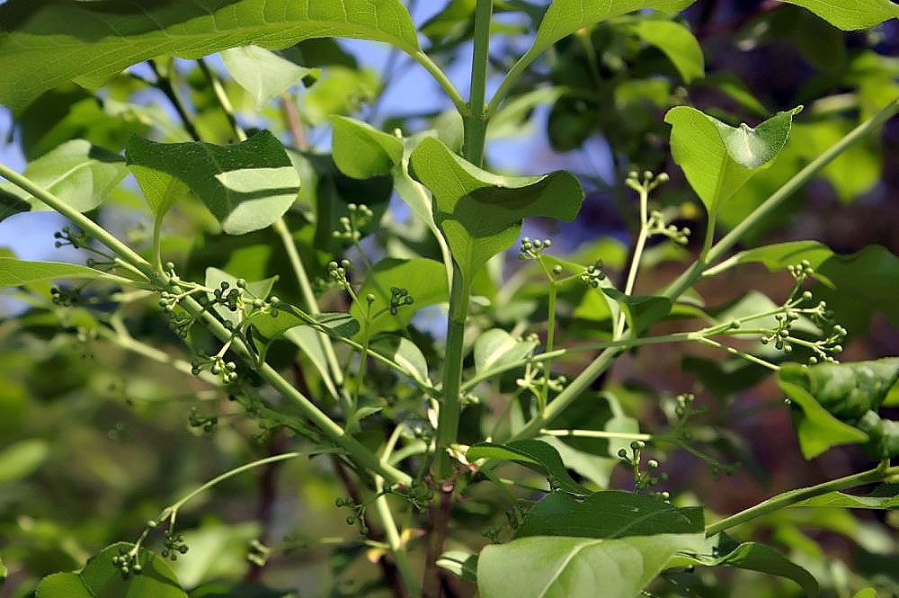 Stem, Leaves and fruit