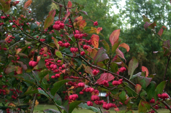 Euonymus bungeanus
