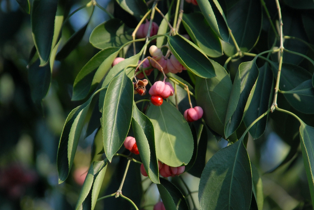 Fruit and Leaf