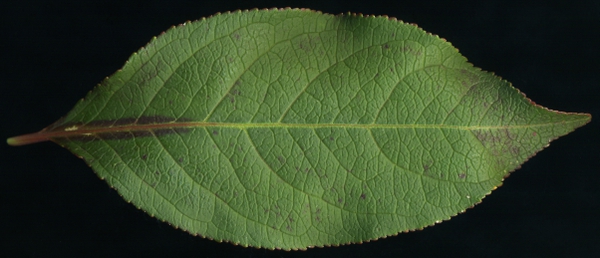 Leaf close-up