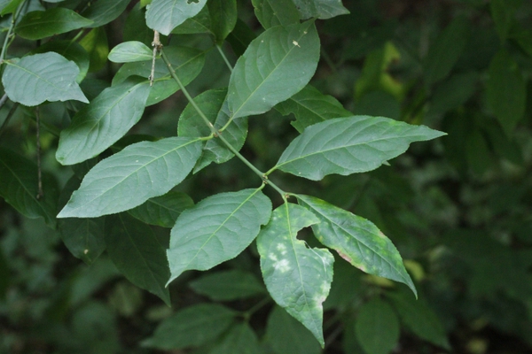 Summer leaves