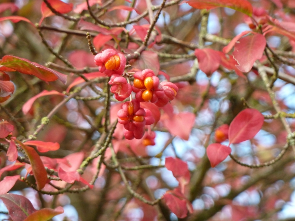 Fall leaves and fruits