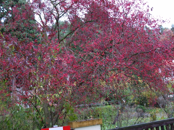 Fall color