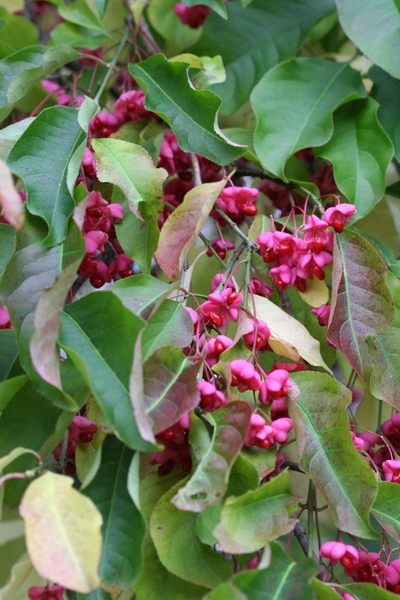 Fruits