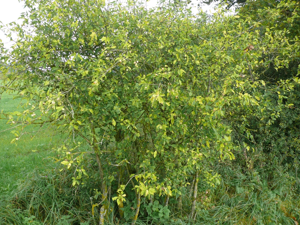 Form