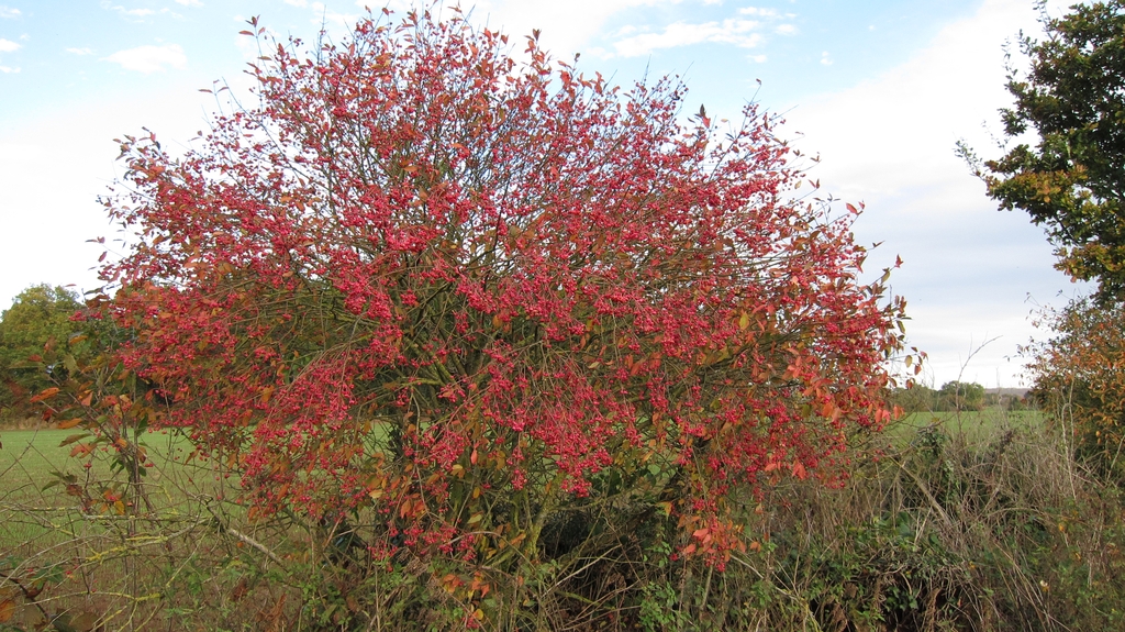 Fall form