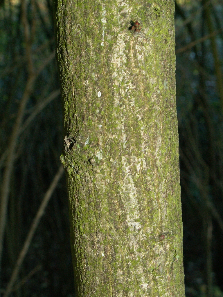 Bark
