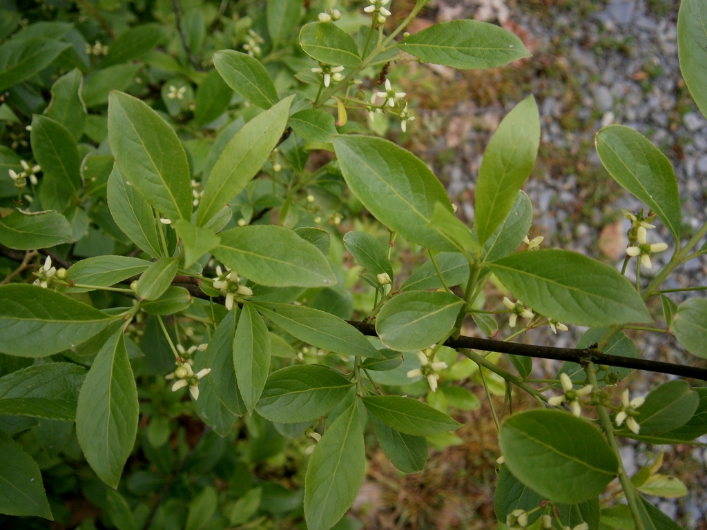 Spring flowers and leaves