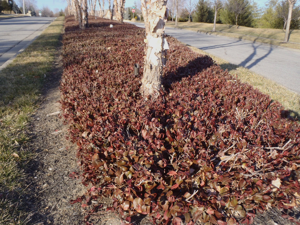 Euonymus fortunei