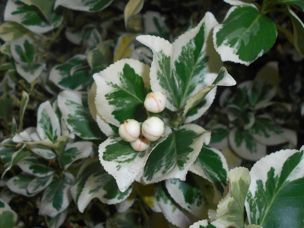 Euonymus fortunei 'Silver Queen'
