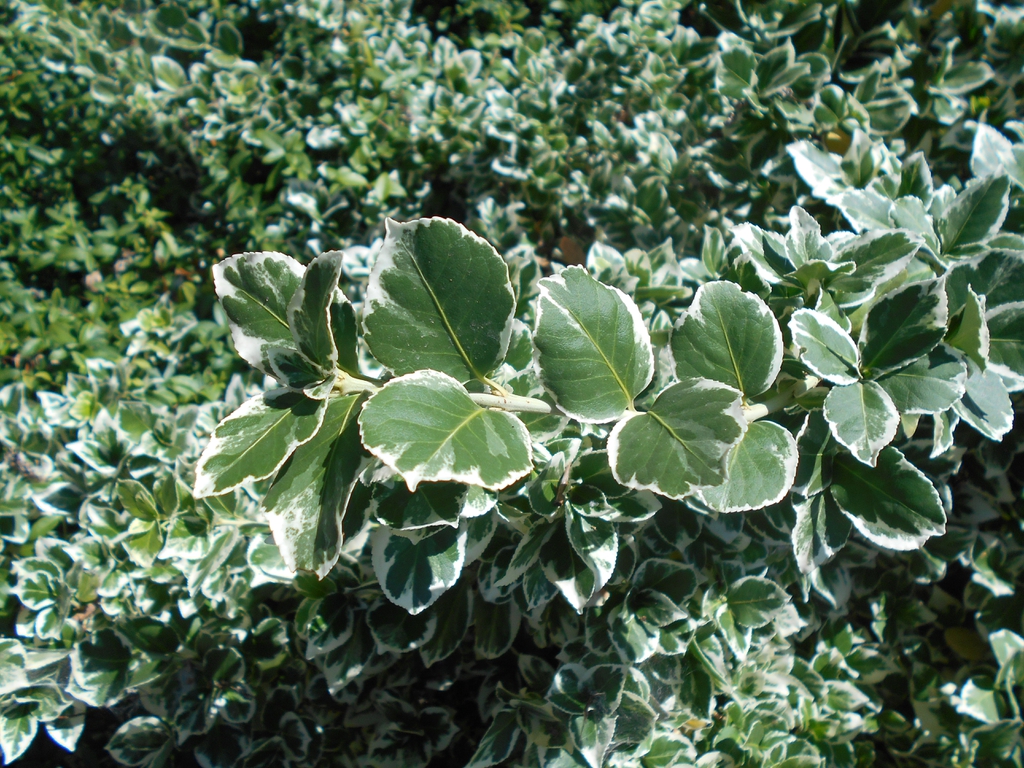 Euonymus fortunei 'Silver Queen'
