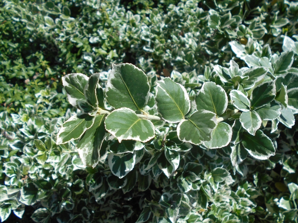 Variegated leaves